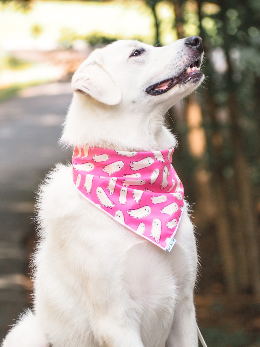 Hocus Pocus Ghost Halloween Night Spooky Present' Dog Bandana