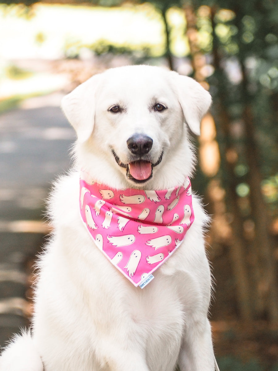 Hocus Pocus Ghost Halloween Night Spooky Present' Dog Bandana